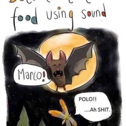 Marco Polo Bat